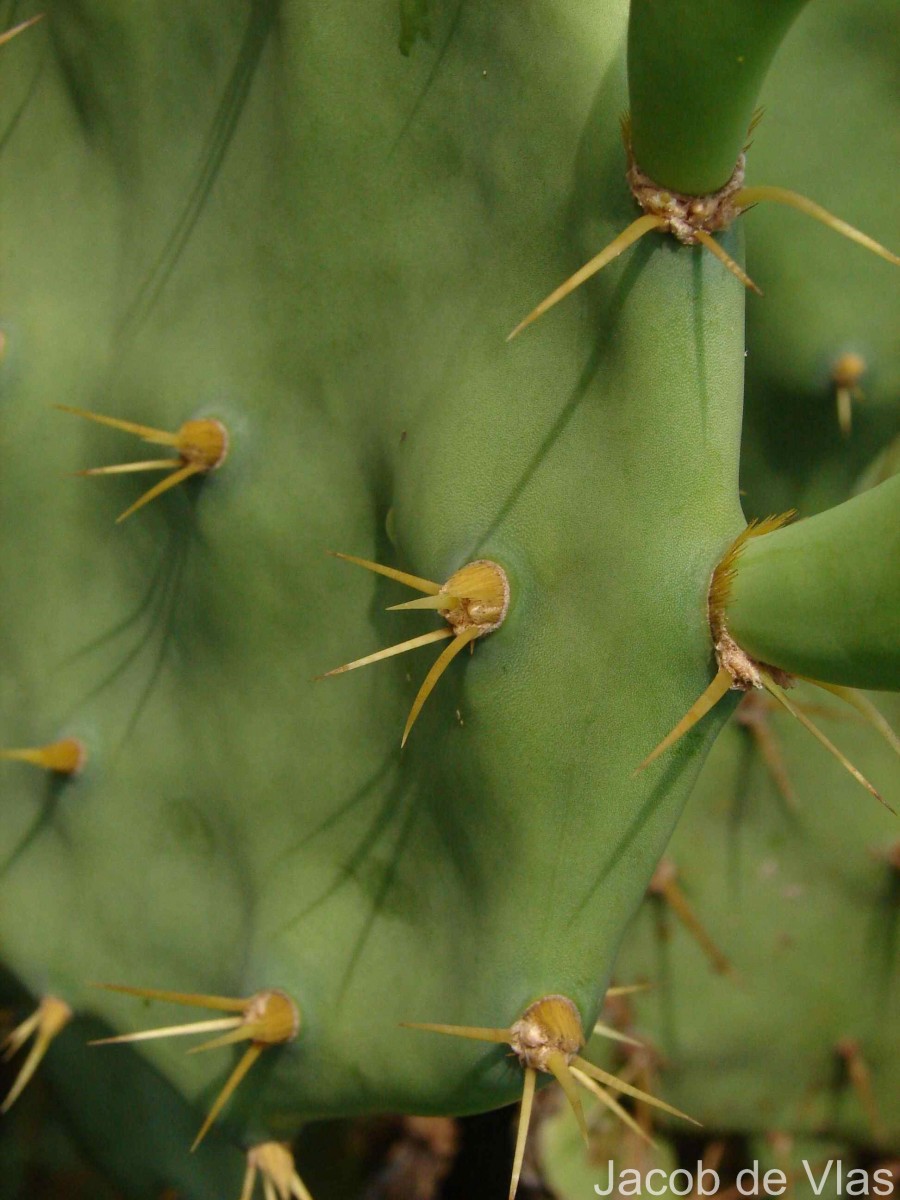 Opuntia dillenii (Ker Gawl.) Haw.